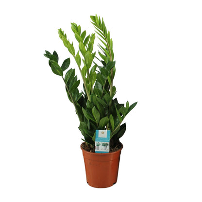 Zamioculcas Zamiifolia – Pflegeleichte Zimmerpflanze Ø17cm