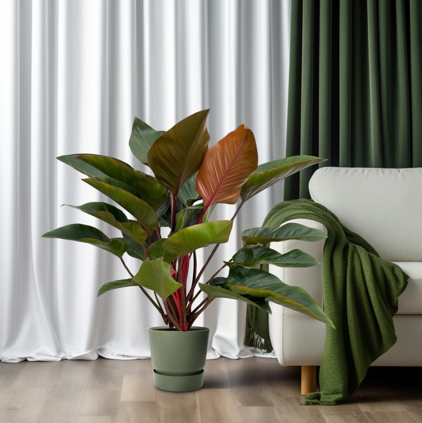 Philodendron Red Beauty – Tropische, pflegeleichte Zimmerpflanze 100 cm