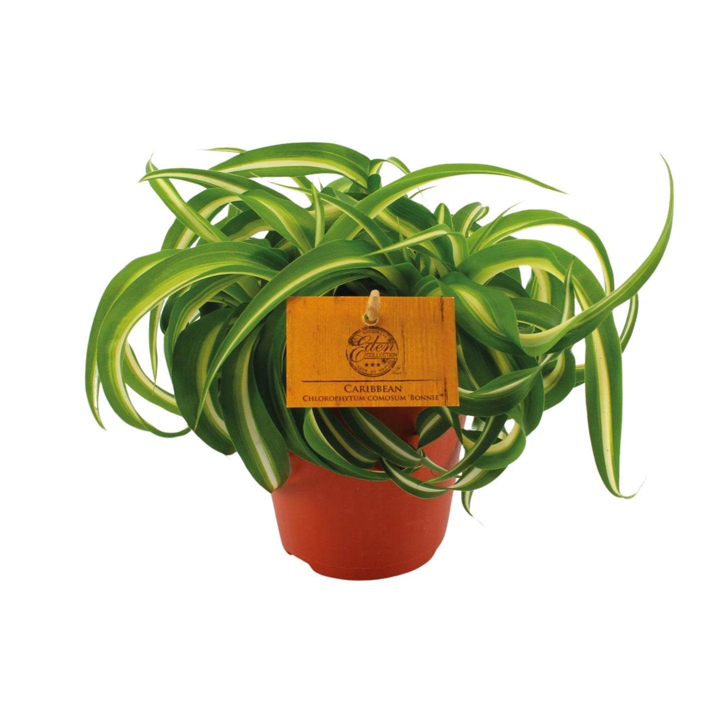 Chlorophytum Bonnie – pflegeleichte Spiderpflanze Ø12cm