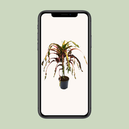 Croton Dreadlock Ø19cm – Bunte, pflegeleichte Zimmerpflanze bis 85cm