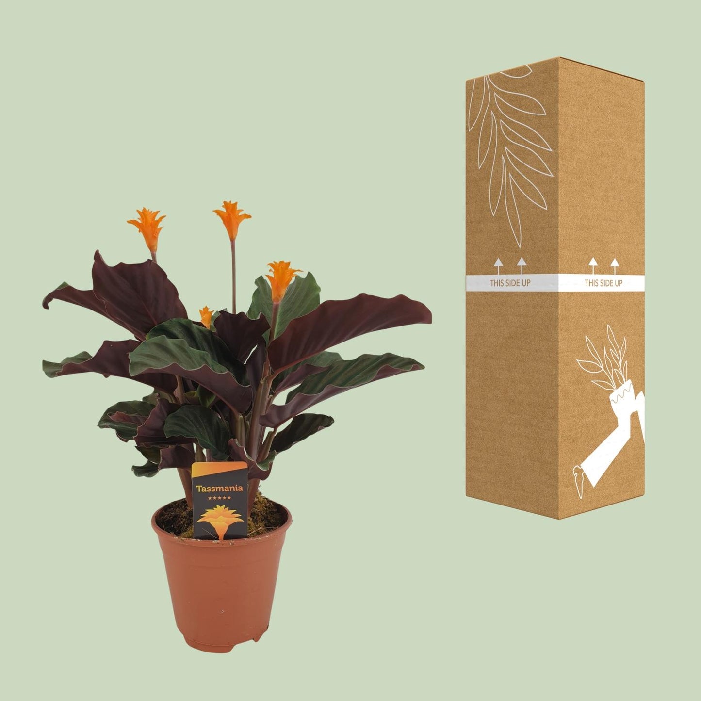 Calathea Crocata – Bunte, pflegeleichte Zimmerpflanze Ø14cm