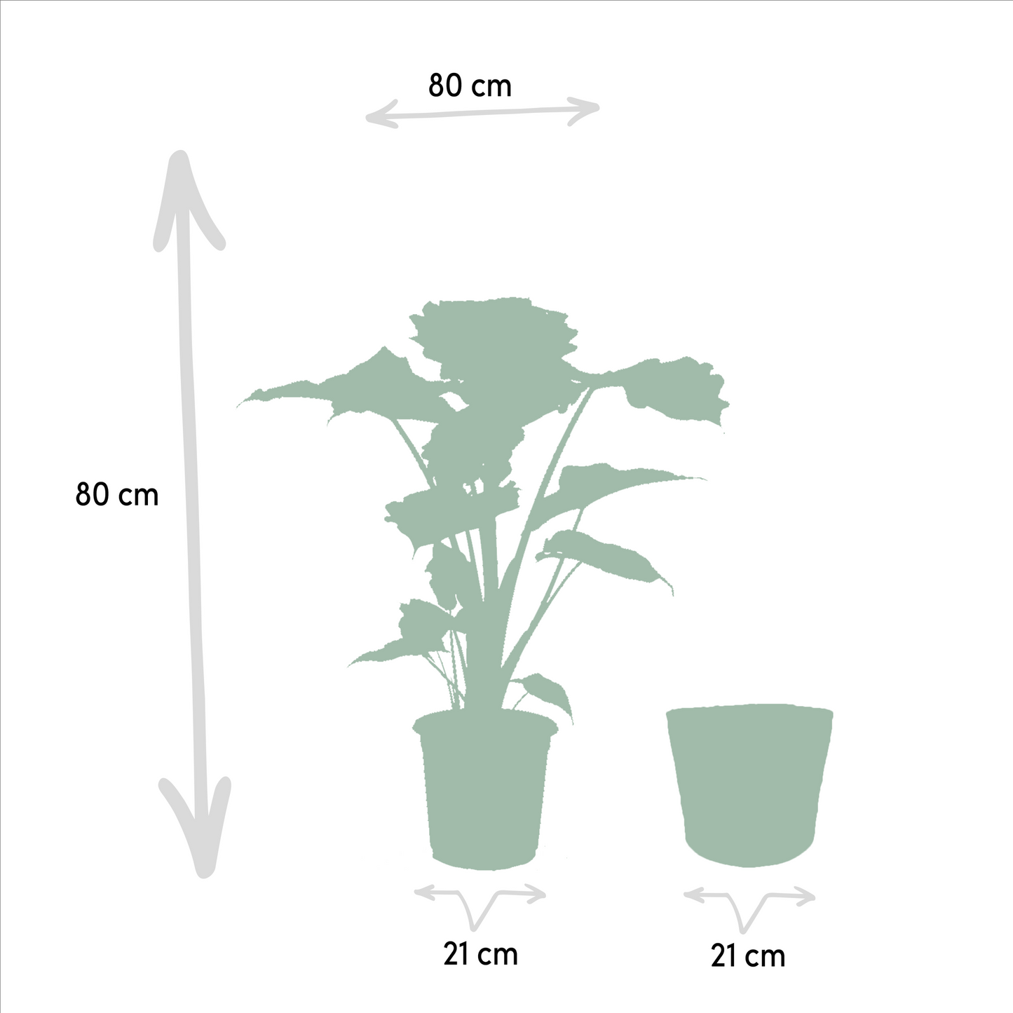 Alocasia Wentii & Portodora im Korb Ø19cm – Tropisches Zimmerpflanzen-Set