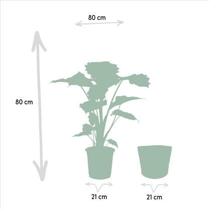 Alocasia Wentii & Portodora im Korb Ø19cm – Tropisches Zimmerpflanzen-Set