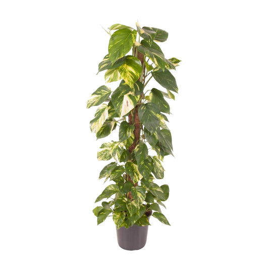 Epipremnum Pinnatum – Goldener Efeu Ø24cm, 120cm hoch