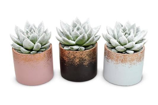 Echeveria 'Natural + Snow' 3er Set im Keramiktopf