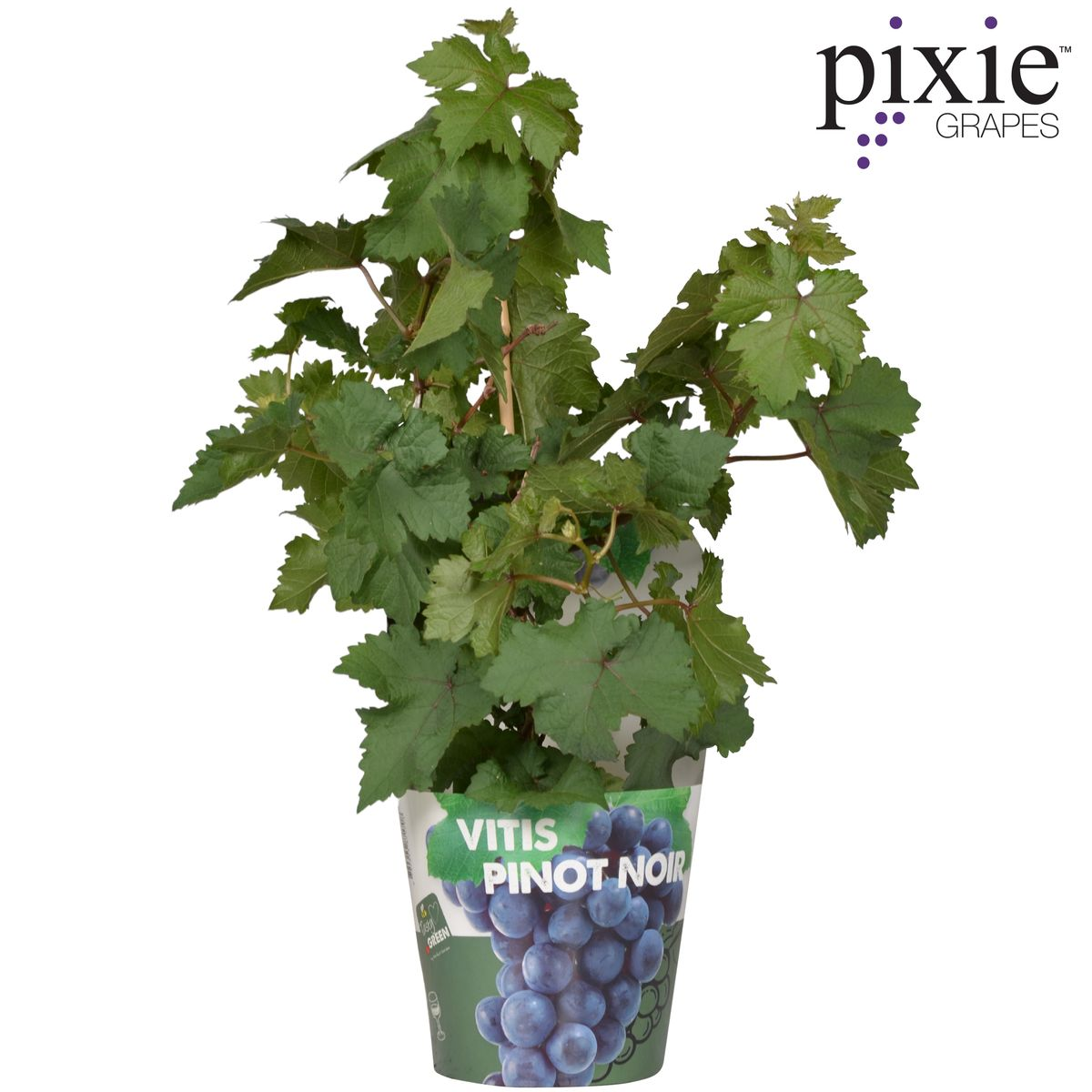 Vitis Pixie Pinot Noir – kompakte Zwergtraube Ø21cm