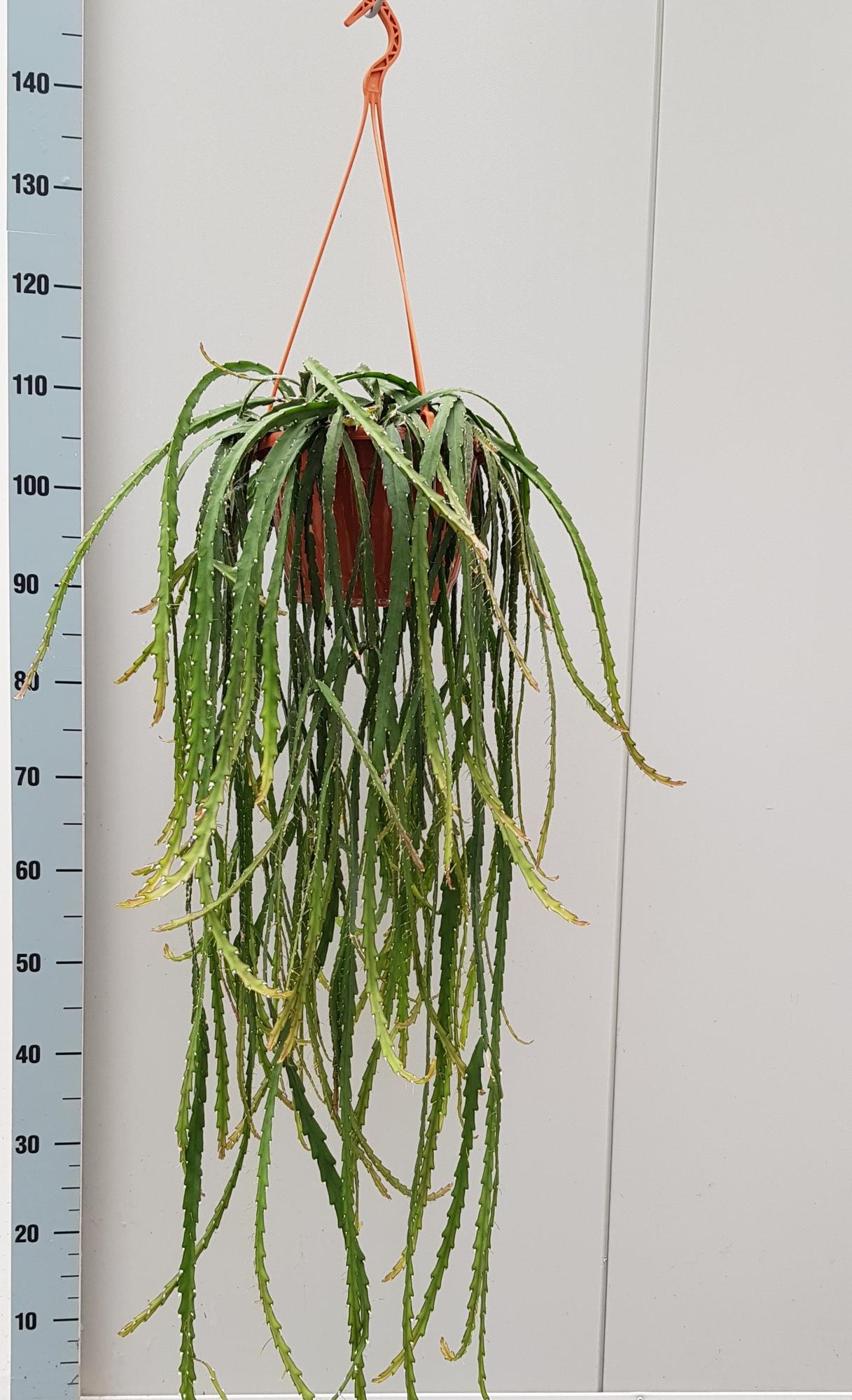 Lepismium Cruciforme – Pflegeleichte Hängepflanze 60 cm