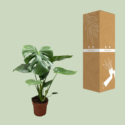 Fensterblatt Busch – Pflegeleichte Zimmerpflanze Ø17cm, 55cm hoch