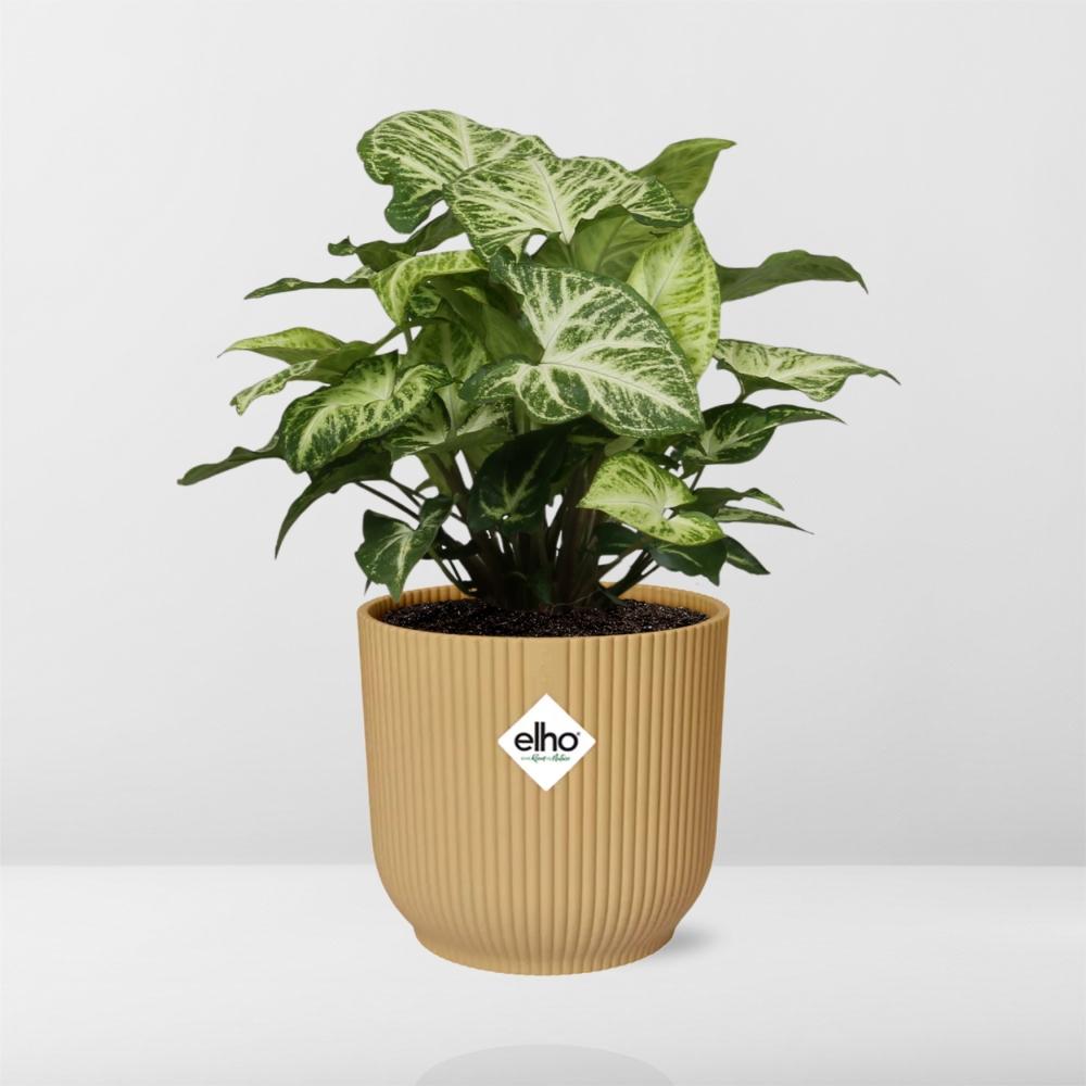 Syngonium Arrow – Pflegeleichtes Pfeilkraut im ELHO Vibes Fold 14cm Gelb