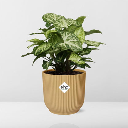 Syngonium Arrow – Pflegeleichtes Pfeilkraut im ELHO Vibes Fold 14cm Gelb