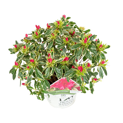 Rhododendron 'Bollywood' – Farbprächtige Azalee Ø19cm