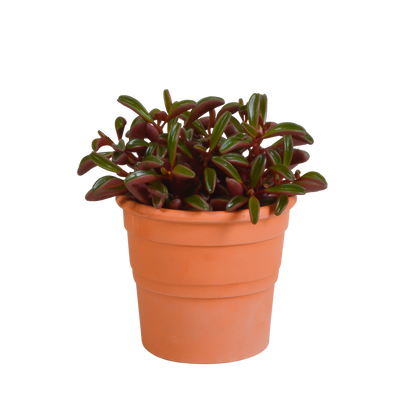 Peperomia graveolens im mediterranen Terrakottatopf