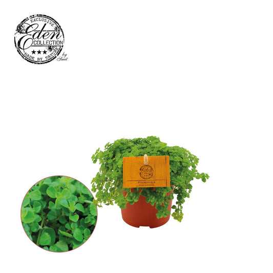 Pilea Depressa – Zwerg-Knallkraut, Ø 10,5 cm, pflegeleicht