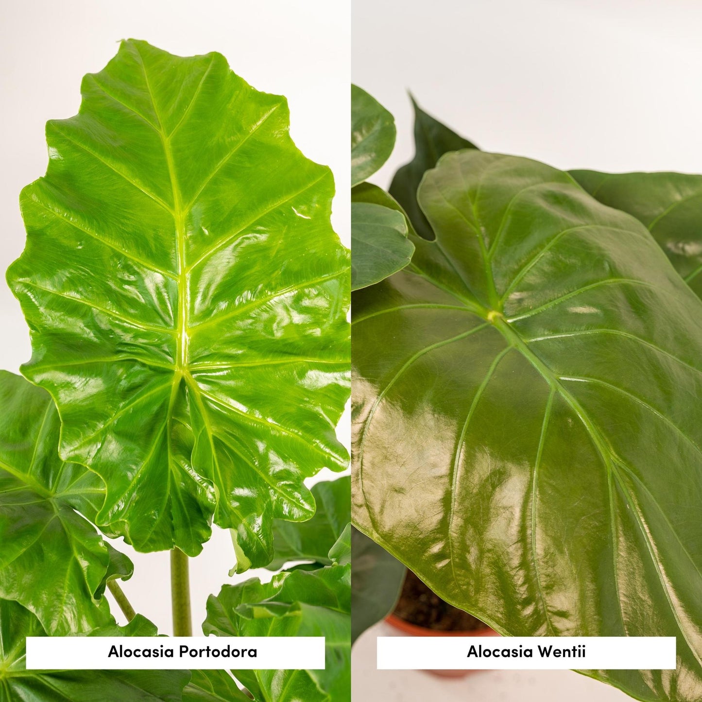 Alocasia Wentii & Portodora im Korb Ø19cm – Tropisches Zimmerpflanzen-Set