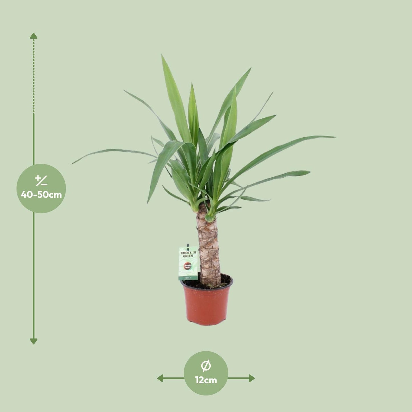 Yucca Zimmerpflanze Ø12 cm, ca. 50 cm hoch – pflegeleicht & robust