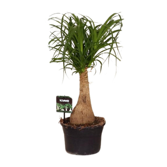 Beaucarnea Nolina – Pfiffiger Elefantenfuß Ø19 cm, 60 cm hoch