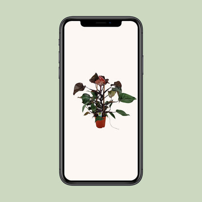 Philodendron Ruby Pyramide - Ø19cm - ↕75cm