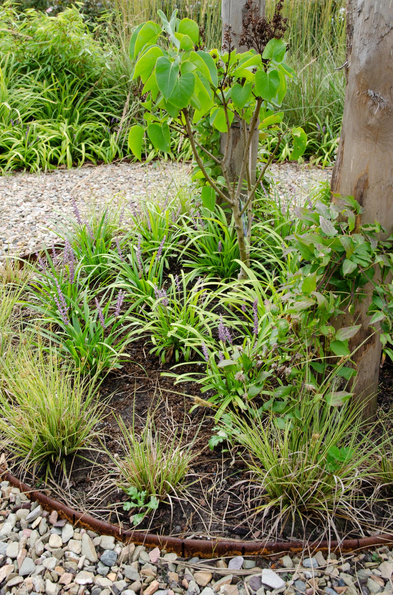 3x Carex brunnea 'Variegata' – Buntes, pflegeleichtes Ziergras Ø14cm