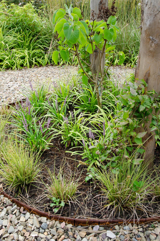 3x Carex brunnea 'Variegata' – Buntes, pflegeleichtes Ziergras Ø14cm