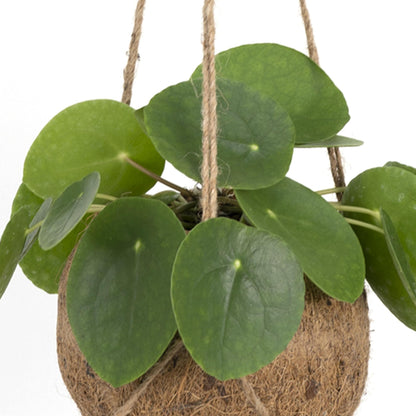 Kokedama Pilea Peperomioides Ø15cm – Pflegeleichte Zimmerpflanze