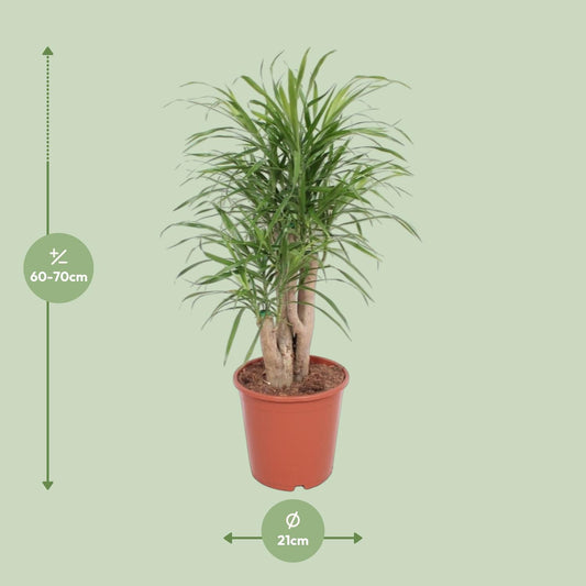 Dracaena Anita – Pflegeleichte exotische Zimmerpflanze Ø21cm
