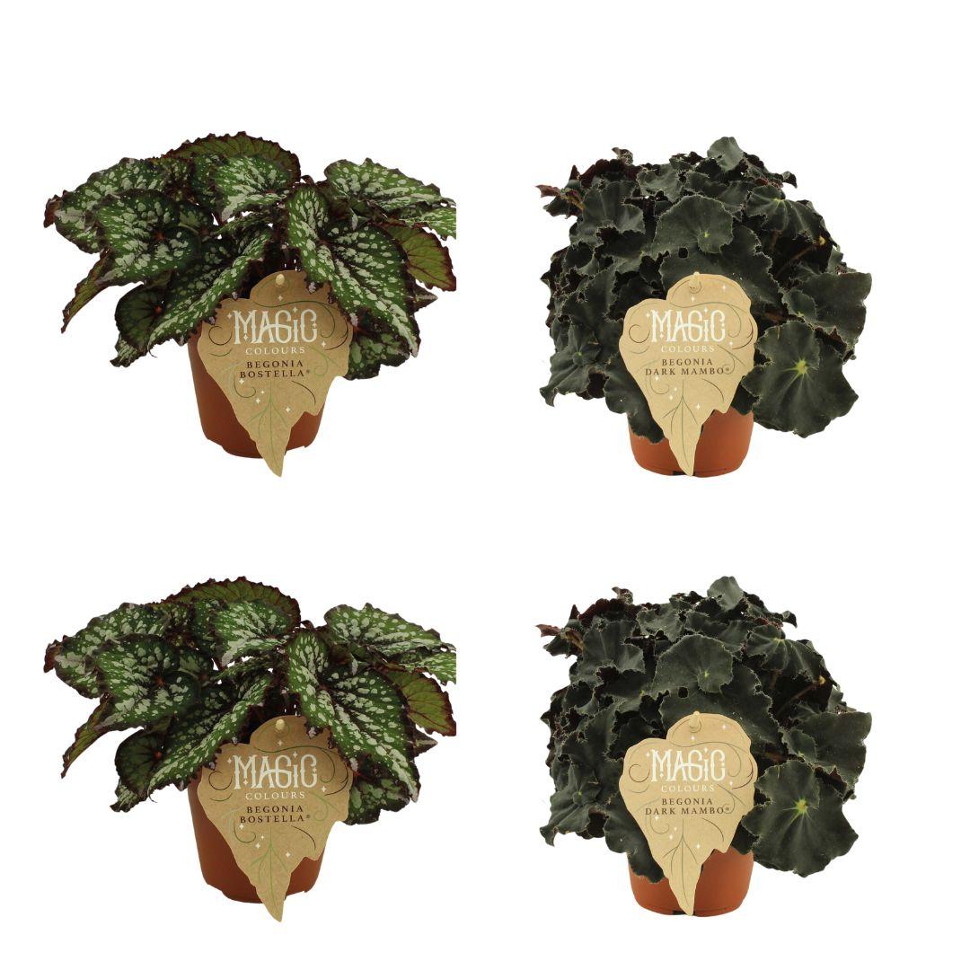 Set aus 4 Begonien Rex – Bostella & Dark Mambo Ø12cm