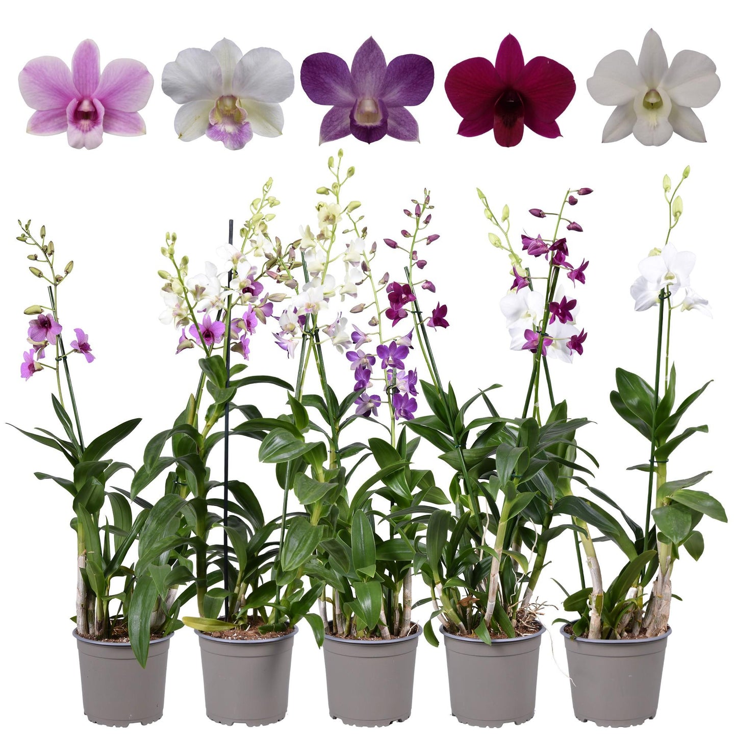 Dendrobium Orchidee im 17 cm Topf – Pflegeleicht & Elegant