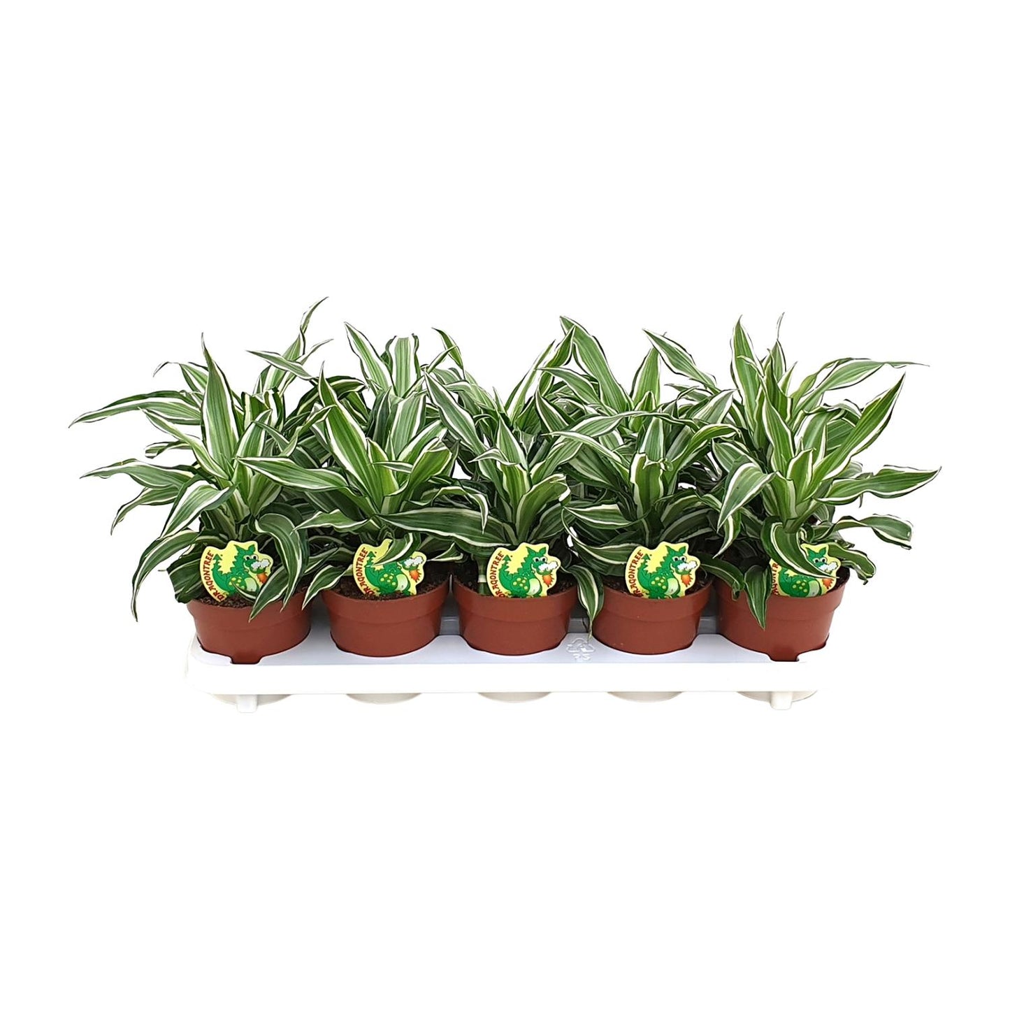 Dracaena Kanzi – Pflegeleichte Zimmerpflanze Ø12cm