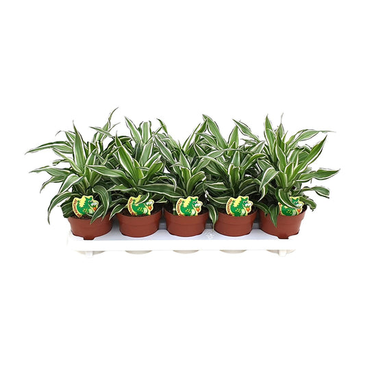 Dracaena Kanzi – Pflegeleichte Zimmerpflanze Ø12cm