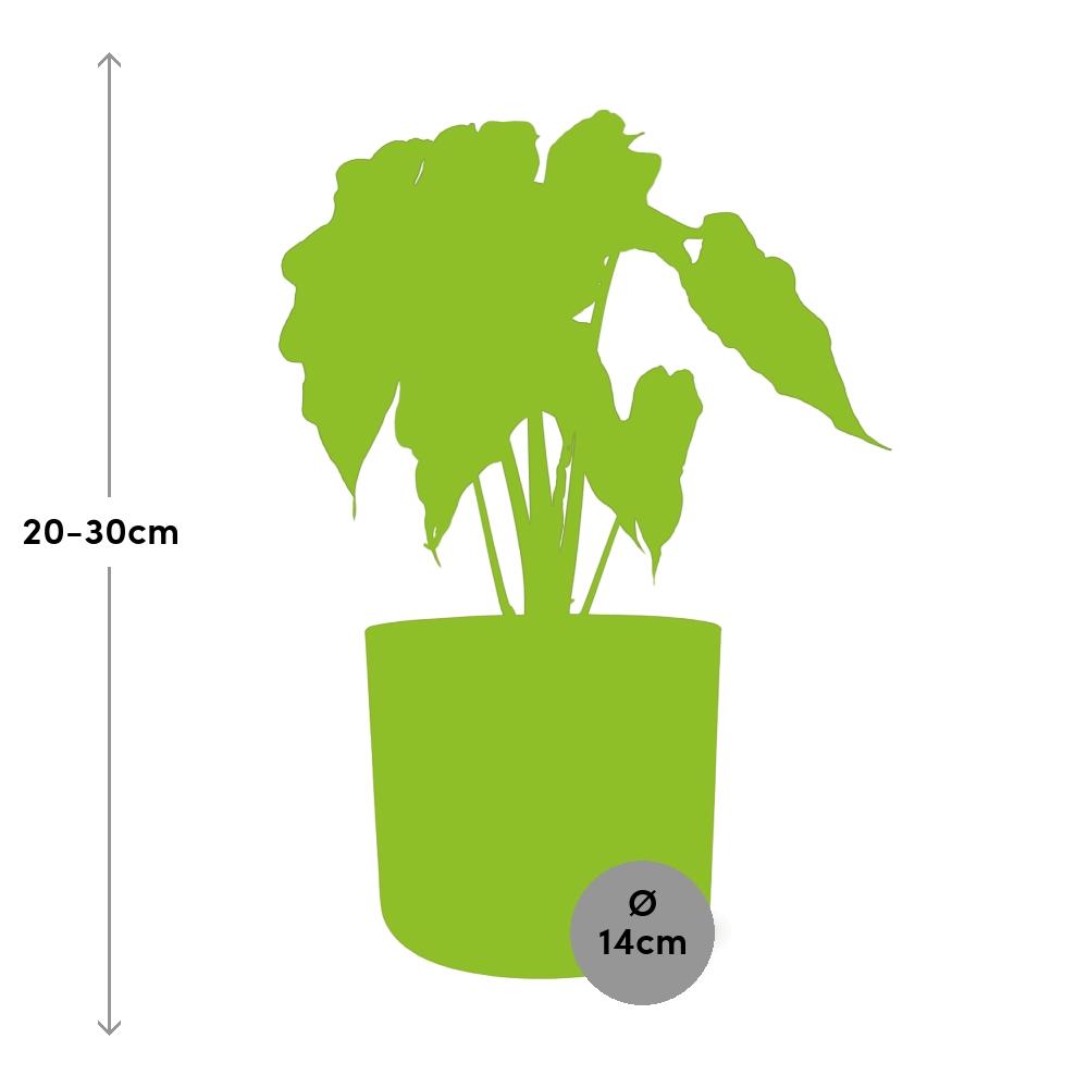 Alocasia ‘Polly’ in ELHO b.for soft rond 14cm brique