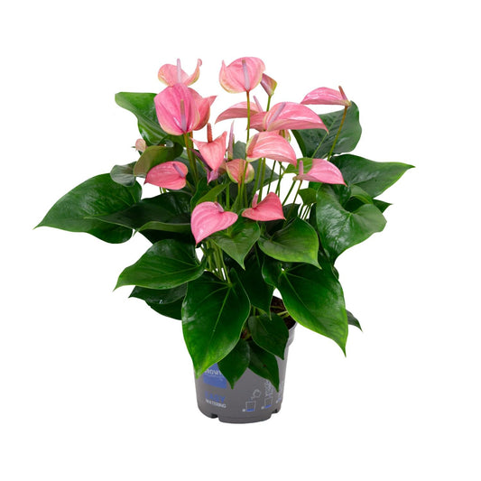 Anthurium KARMA Joli – Tropische & pflegeleichte Zimmerpflanze 55 cm