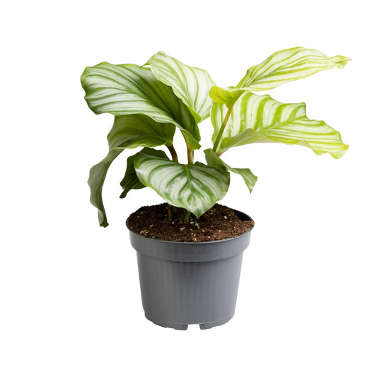 Calathea Orbifolia – Pflegeleichte Zimmerpflanze Ø12cm