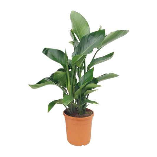 Strelitzia Nicolai – Tropische, pflegeleichte Zimmerpflanze Ø22cm