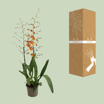 Tanzende Damen (Oncidium) – Elegante Orchidee Ø17 cm