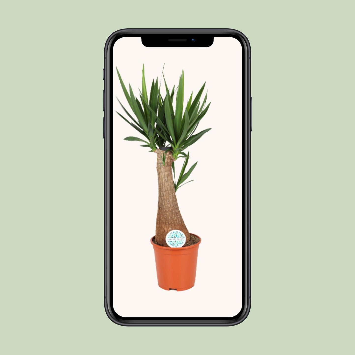 Yucca Palme – Pflegeleichte, robuste Zimmerpflanze Ø24cm, 105cm hoch