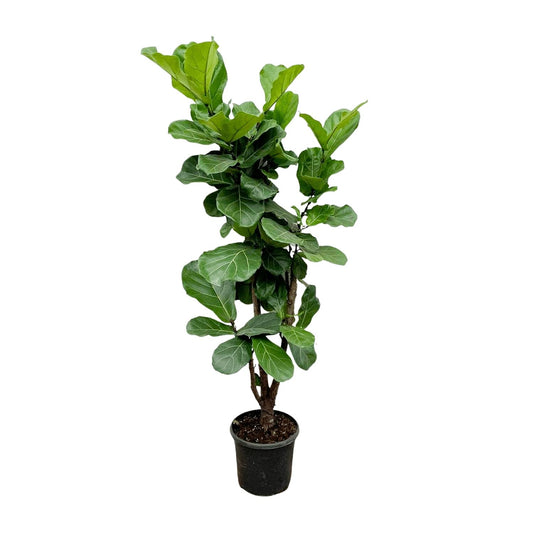 Ficus Lyrata vertakt – Geigenfeige 170 cm Ø32