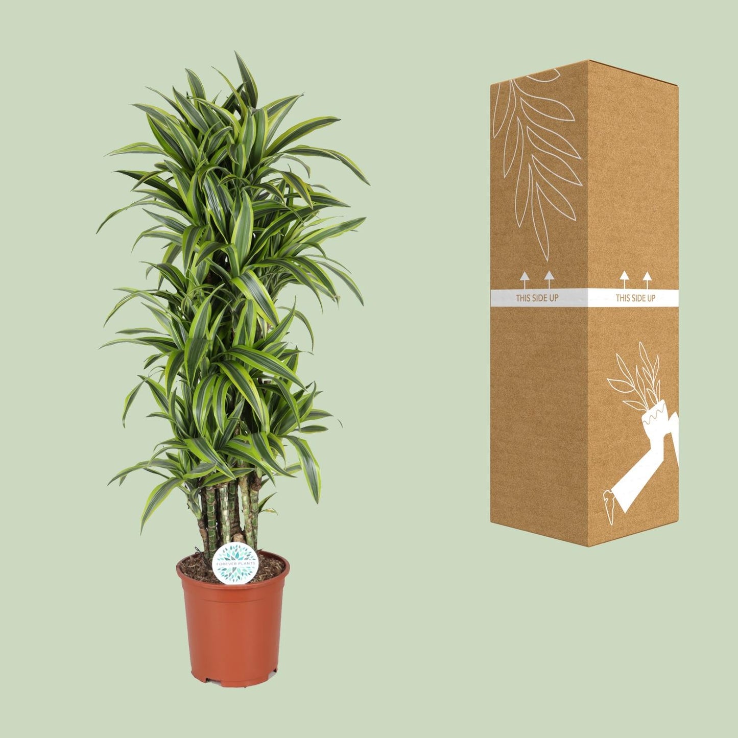 Dracaena Deremensis Lemon Lime – Pflegeleichter Drachenbaum Ø27cm