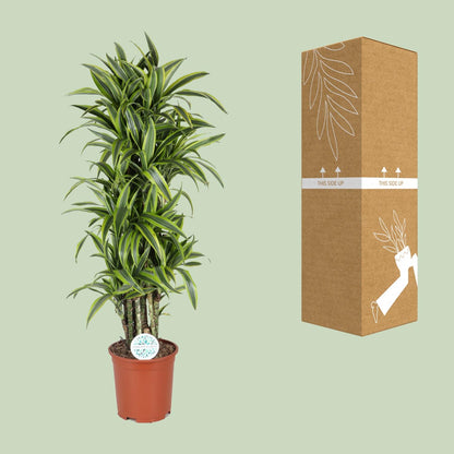 Dracaena Deremensis Lemon Lime – Pflegeleichter Drachenbaum Ø27cm