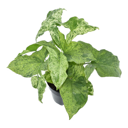 Syngonium Mottled – Pflegeleichte, marmorierte Zimmerpflanze 25 cm