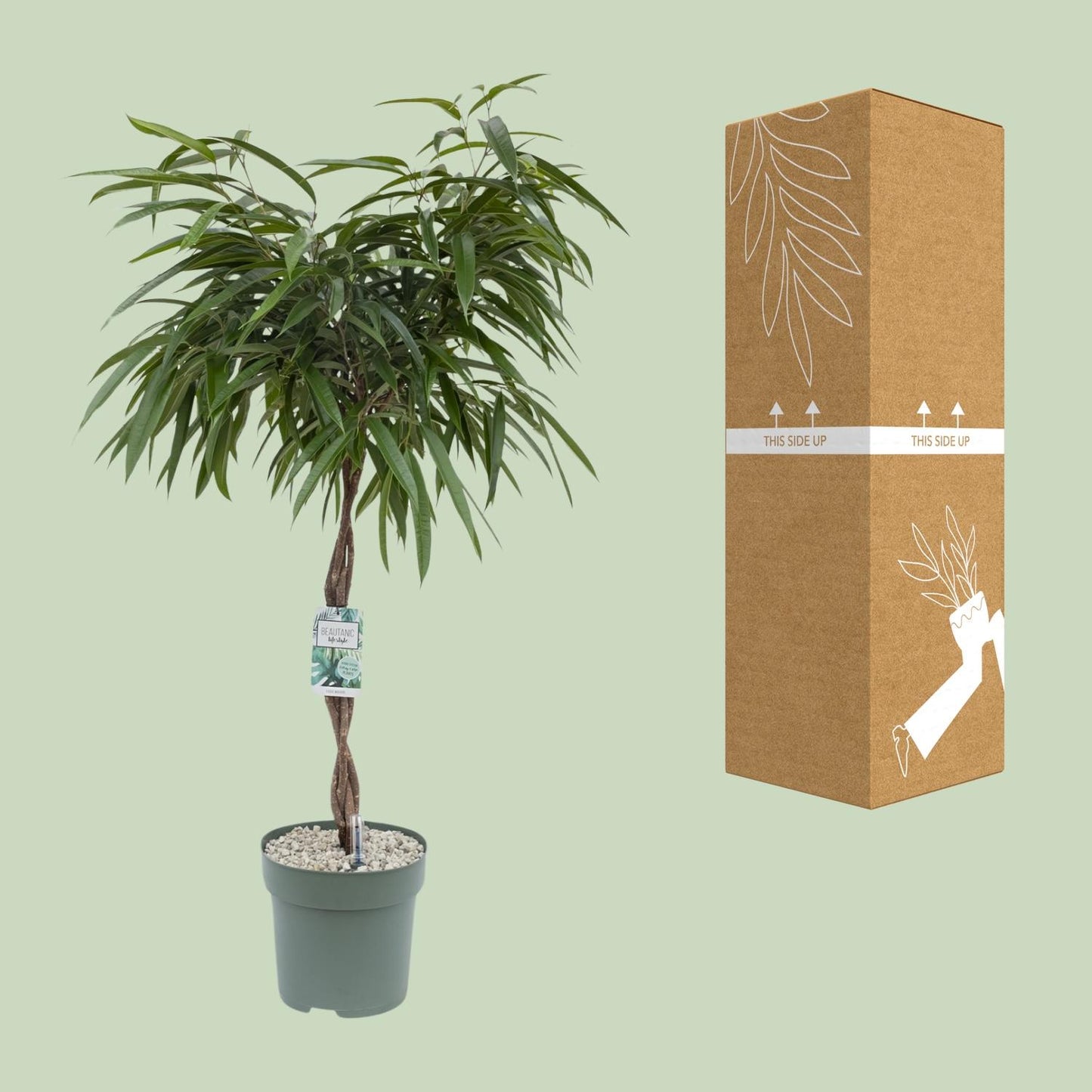 Ficus Mahori – Elegante, pflegeleichte Zimmerpflanze 120 cm