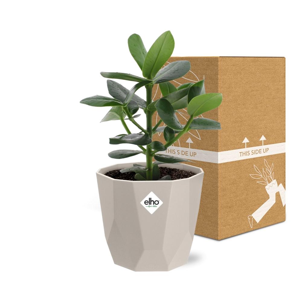 Clusia Princess in ELHO b.for rock 14 cm warm grey