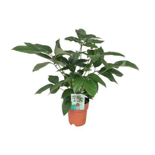 Schefflera Actinophylla Emerald Green – pflegeleichte Schirmpflanze Ø19cm