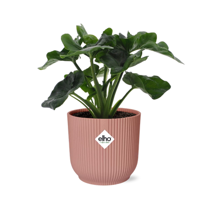 Philodendron Atom in ELHO Vibes Fold 14cm rosa