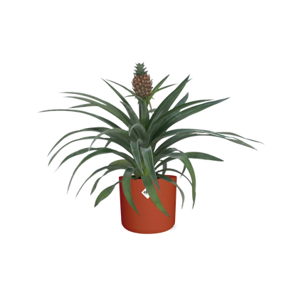 Ananas-Pflanze im 12 cm Topf – Tropische Zimmerpflanze