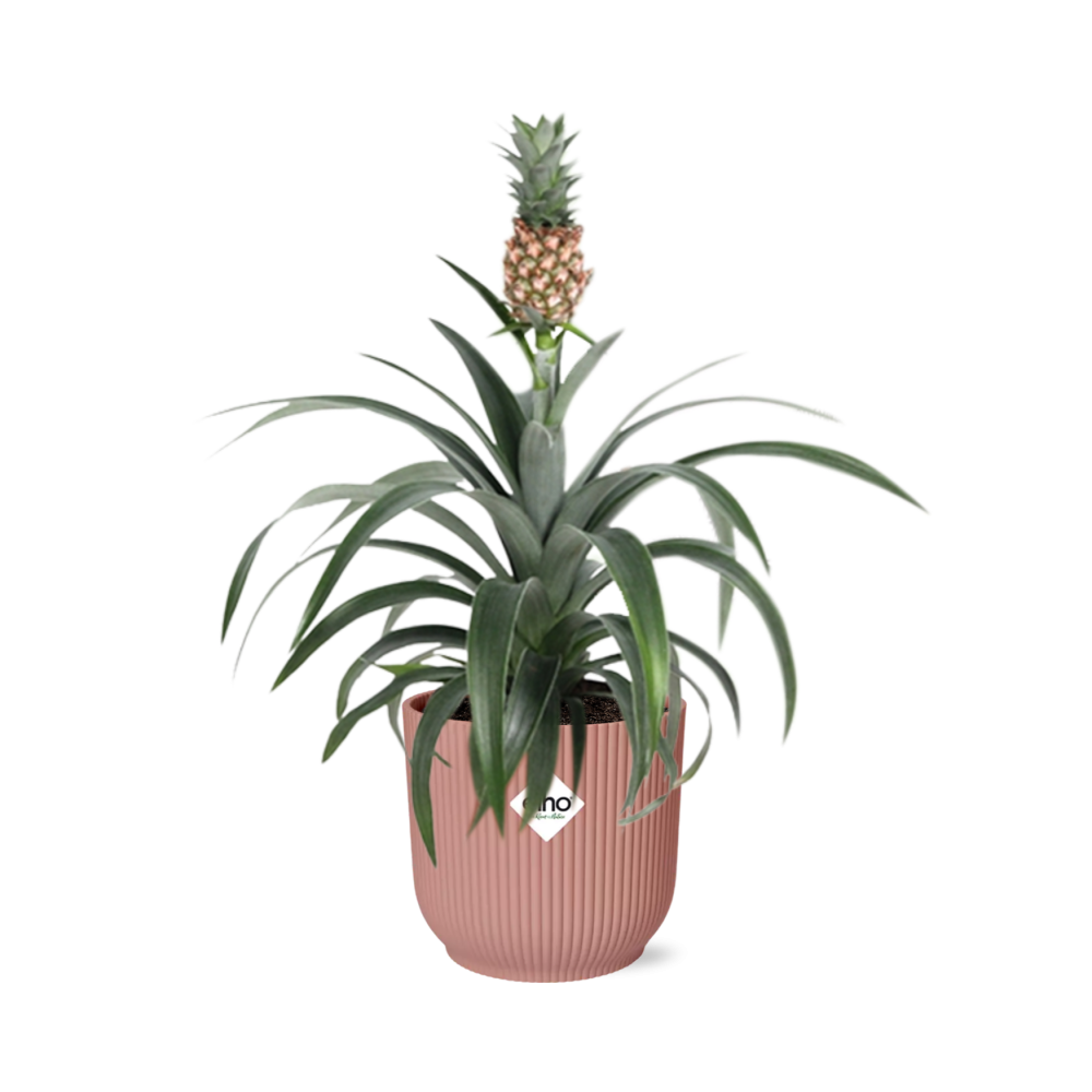 Ananas Mi Amigo in ELHO Vibes Fold 14cm – Tropische Zimmerpflanze