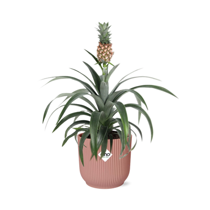 Ananas Mi Amigo in ELHO Vibes Fold 14cm – Tropische Zimmerpflanze