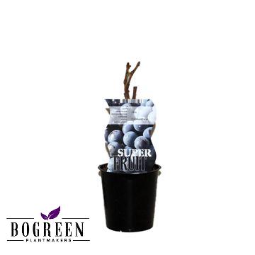 Vitis Frankenthaler – Blaue Traube im 12 cm Topf