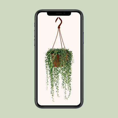 Senecio Herreianus – Pflegeleichte Trendpflanze Ø12cm