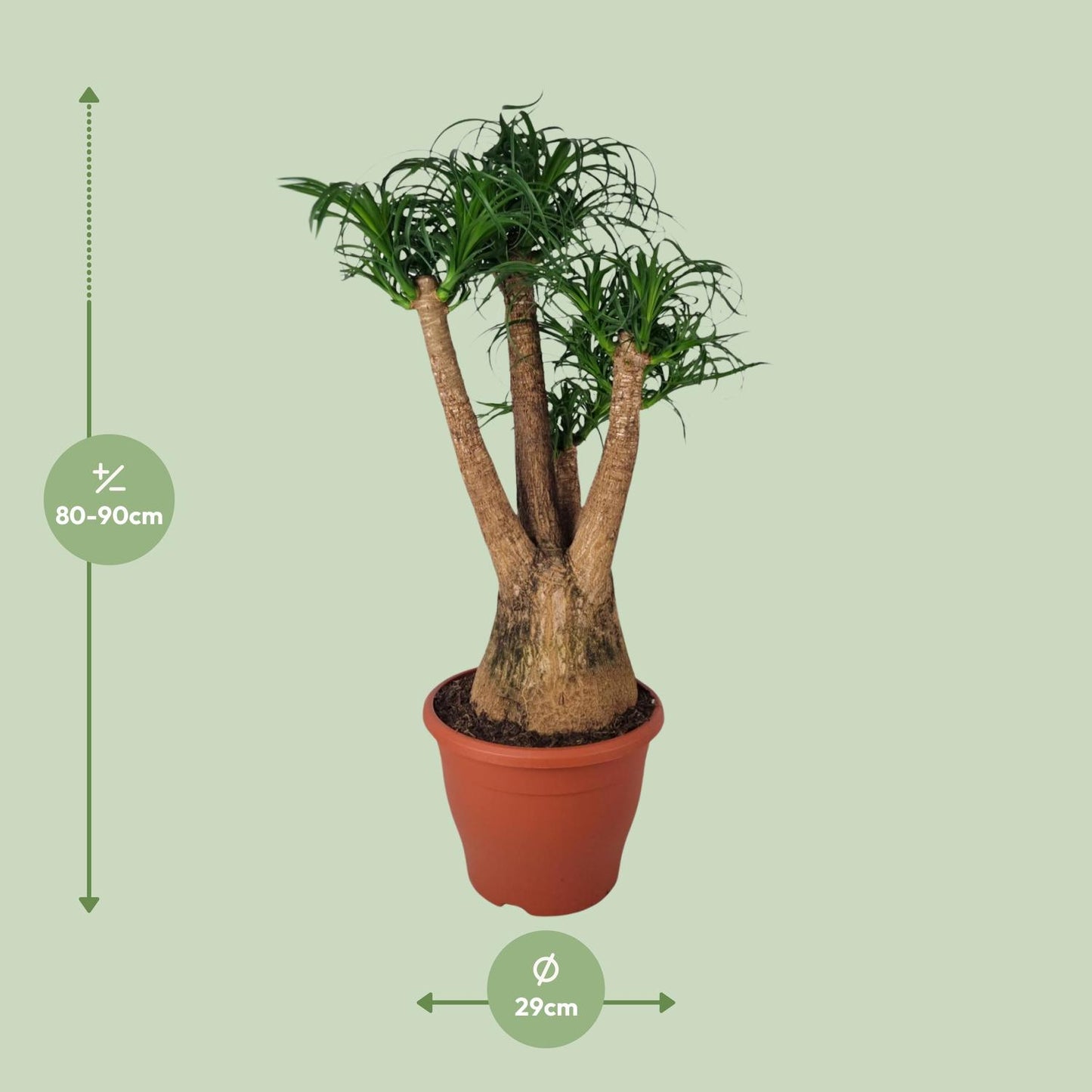 Beaucarnea Nolina – Elefantenfuß Ø29cm, 90cm Höhe