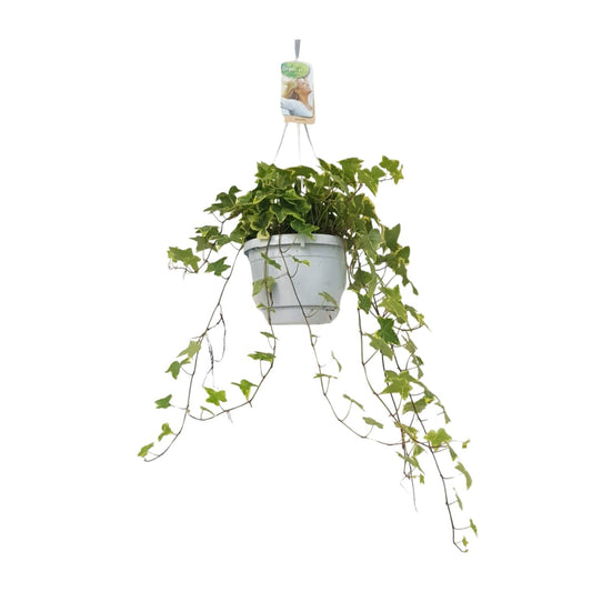 Hedera Helix Geelbont – Pflegeleichter Efeu im Hängekübel Ø17cm